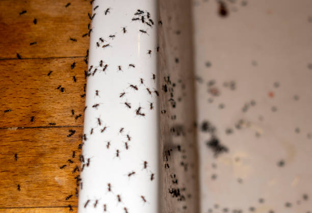 Best Exterminator Services  in Ellinwood, KS
